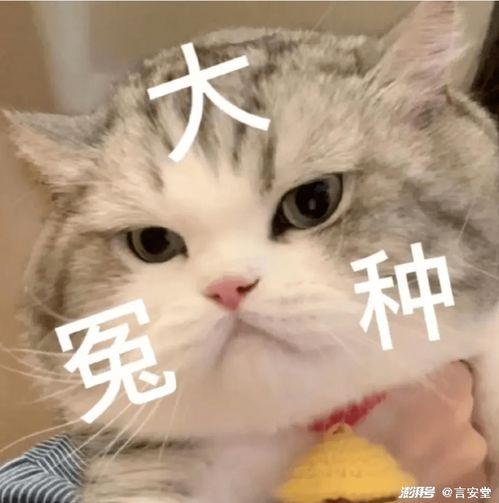 娱乐吃瓜懒猫儿,轻松解码娱乐圈热点